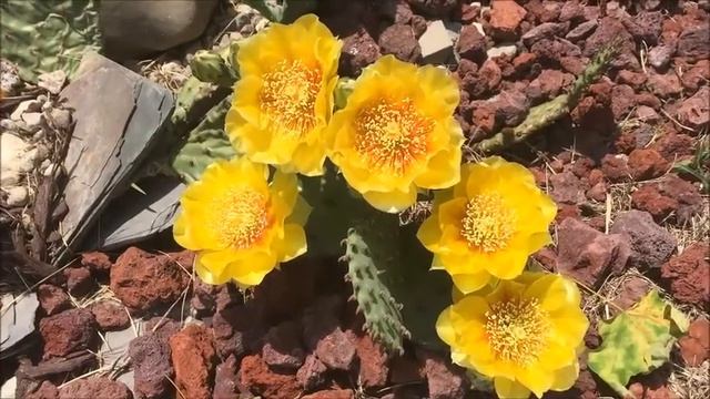 Delicious Prickly Pear Cactus Flowers смотреть онлайн