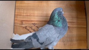 Беседа о голубях.Питомник имени Г.И.Удовиченко