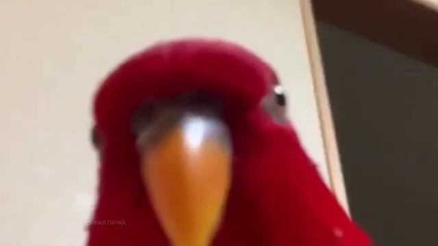 Красный Попугай Мем под разные мемные звуки смотреть онлайн