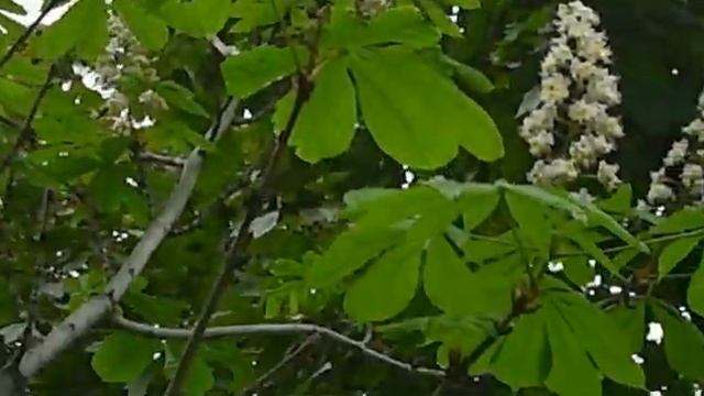 Каштан в сентябре смотреть онлайн