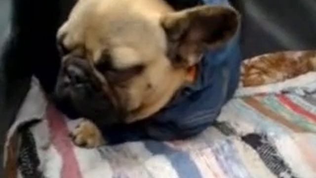 Спящий бульдог смотреть онлайн