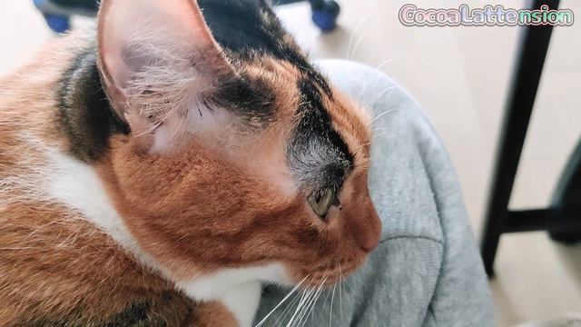 甘えん坊猫がこんな事をしでかし、困ってしまいました… смотреть онлайн