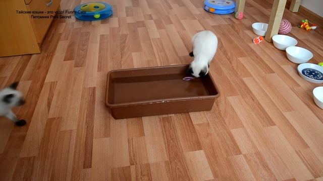 Как тайские котята рыбачили и самый храбрый залез в воду (в конце видео)! Тайские кошки - это чудо! смотреть онлайн