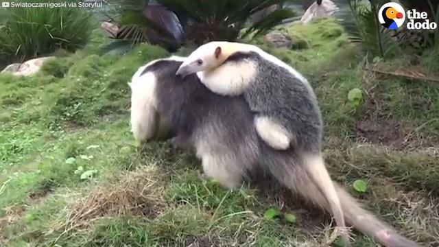 How Animal Moms Carry Their Babies | The Dodo смотреть онлайн