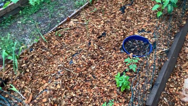 Daily Garden Routine & Spring Tour: Healthy Plants and Bountiful Harvests!! смотреть онлайн