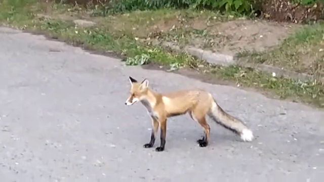 лиса на Казанской набережной смотреть онлайн