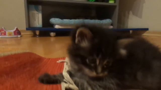 Сибирский котенок Gladness Ray Barguzin 5 нед. смотреть онлайн