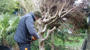 Testing out my WORX WG305E 1100W Compact Chainsaw 25cm