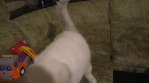 Беременность кошек. Первые признаки. Беременна ли кошка