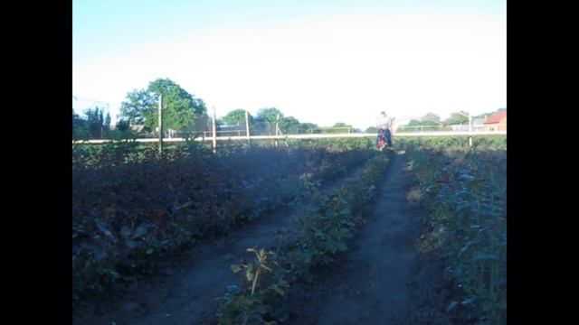 Рыхление окулянта роз мотоблоком Дончак смотреть онлайн