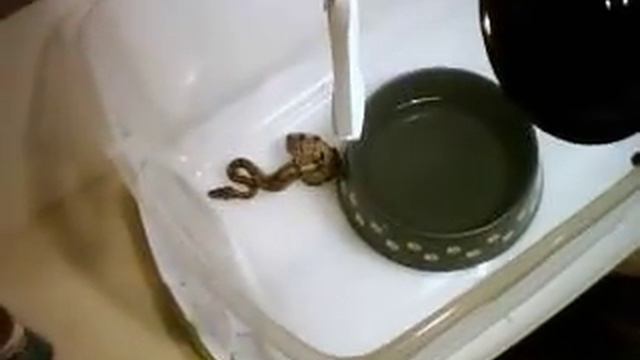 getting rid of snake mites, verry effective and cheap (pt.2) смотреть онлайн
