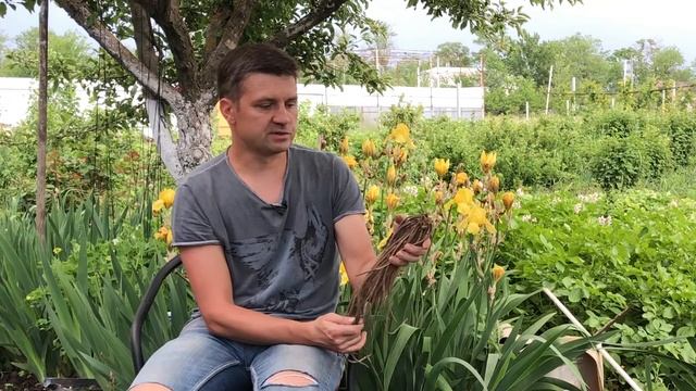 Поговорим о посадочном материале, годовалые корни голландских гибридов. F1 смотреть онлайн