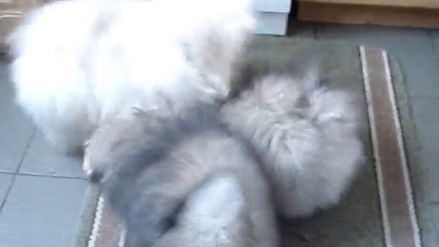 MOV04026 смотреть онлайн