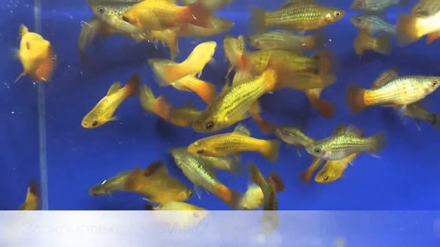 Пецилия красно-коричневая (Xiphophorus variatus) смотреть онлайн