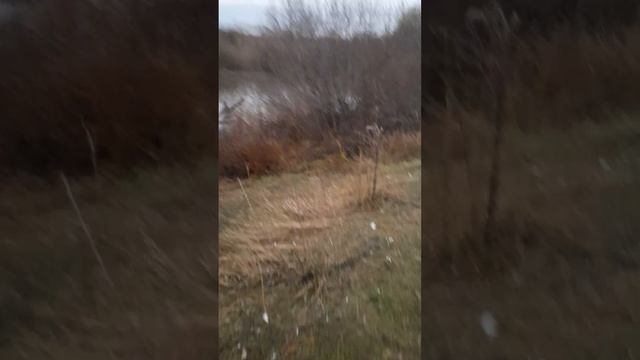 Бобры строят хатку смотреть онлайн