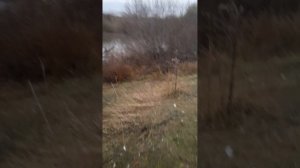 Бобры строят хатку