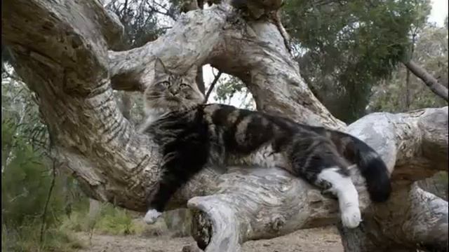 котенок смотреть онлайн