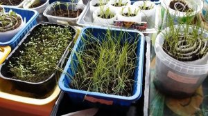 Уход за рассадой ЛУКА- ПОРЕЯ/ СТРИЖКА