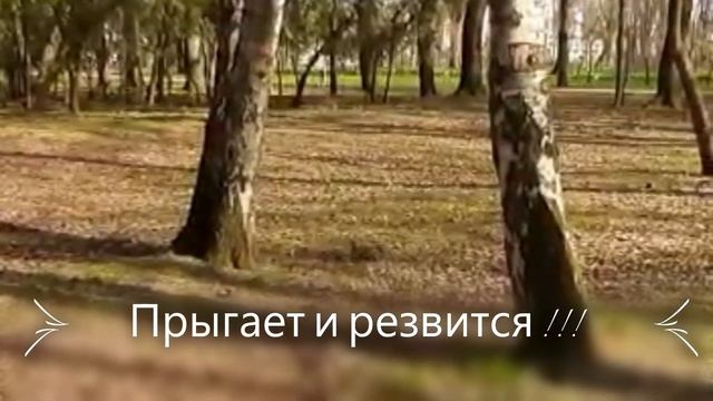 ВЕСНЫ и СОЛНЫШКА ВАМ в ЛАДОШКИ, ДРУЗЬЯ МОИ от БЕЛОЧКИ !!! ?☀?☁СОЛНЕЧНЫЙ ОСТРОВ. МОЙ КРАСНОДАР !!! ? смотреть онлайн