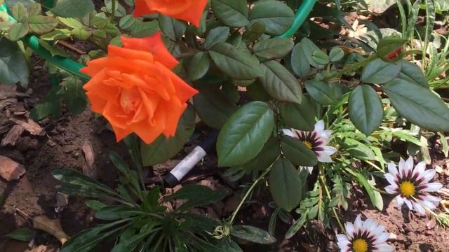 Розы оранжевые! Рыжики в моем садике! смотреть онлайн