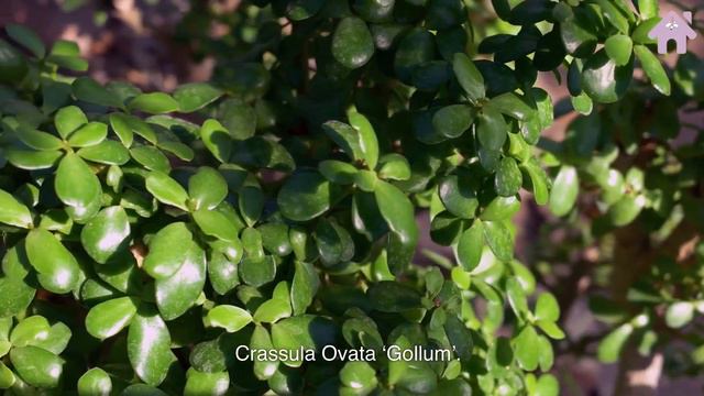 10 Exotic Succulents For A Tropical Paradise At Home - Rare Succulents For Your Home смотреть онлайн