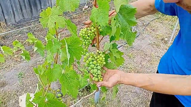 Первый виноград в нашем саду. смотреть онлайн