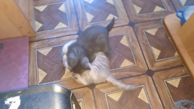 Взорвал интернет! Кот разговаривает, говорит жрать мама МАаа МАааа _(( Вы помнит (2)