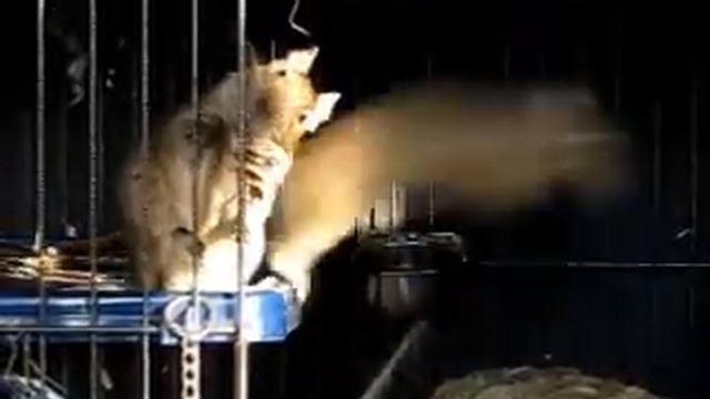 Octodons degus (dègues du Chili) - Interactions sociales смотреть онлайн