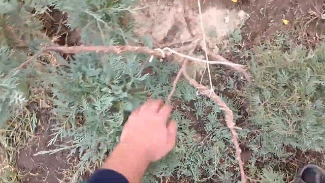 ?Ниваки из можжевельника #бонсай смотреть онлайн