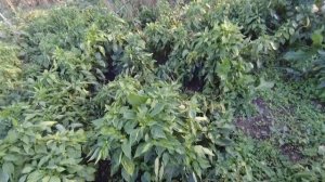 Краснодарский край. Садим жимолость(15.10.2022)