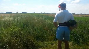 Как косить полёгшую, густую, высокую траву на сено?