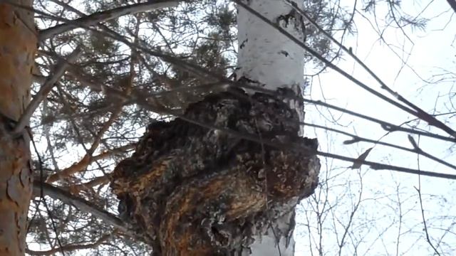 Берёзовый сувель 2017 смотреть онлайн