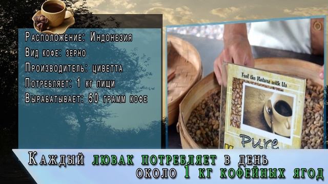 САМЫЕ САМЫЕ дорогие в мире | Какой самый дорогой в мире кофе? смотреть онлайн