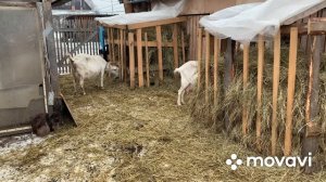 Козы мои Козы…так колоть или нет?!//