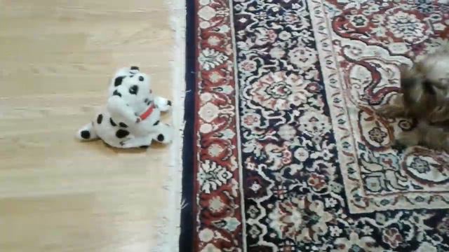 Реакция собак на игрушечную собачку смотреть онлайн