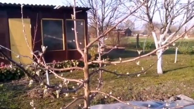 Приспособления для роста ветвей смотреть онлайн