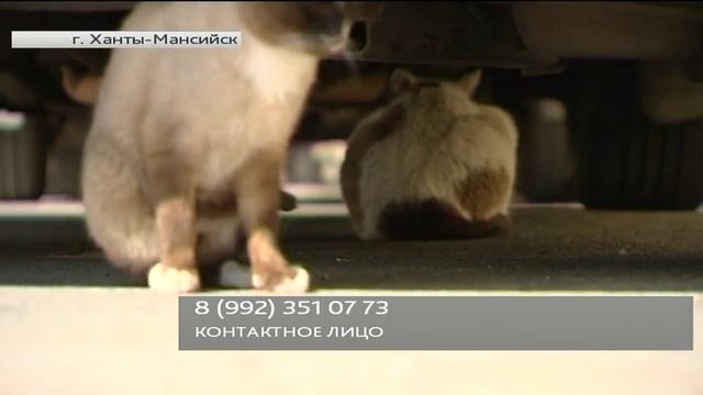 Ханты-мансийский сиамский кот до сих пор не нашел своего хозяина смотреть онлайн