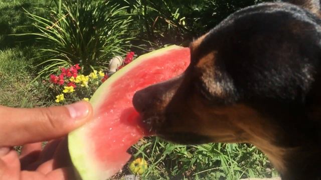 Той терьер ест АРБУЗ и чавкает смотреть онлайн
