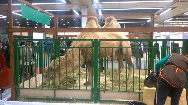 верблюд вднх выставка смотреть онлайн