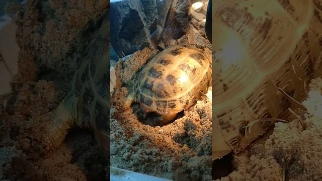 Черепаха копает яму, готовит место под кладку смотреть онлайн