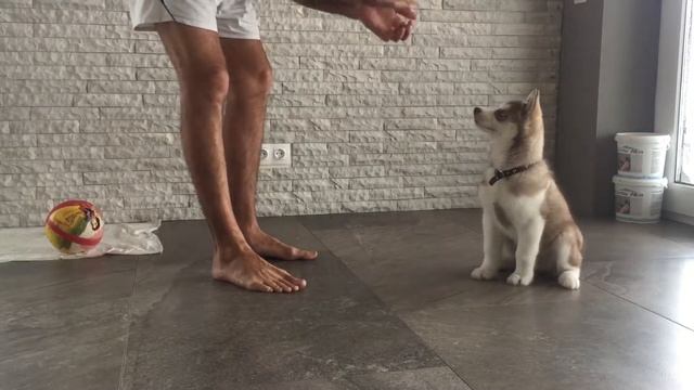 Хаски щенок 2 месяца команды смотреть онлайн