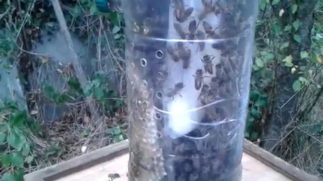 Нуклеус Джинн 2л заполнен пчёлами при помощи пакета . смотреть онлайн