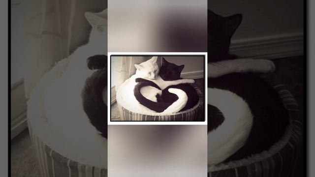 Чёрный кот песня ня смотреть всем смотреть онлайн