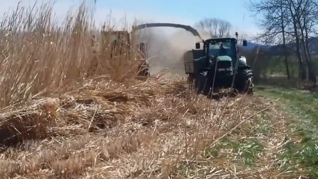Harvesting Miscanthus Giganteus Slovenia/ Miskantus Slovenija