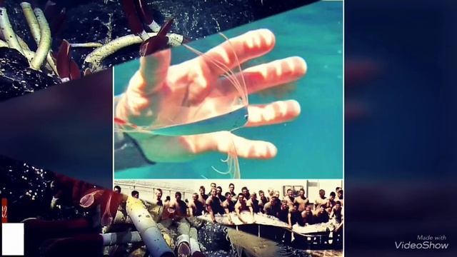 18 самых крупных обитателей океана! Океан! Животные! смотреть онлайн