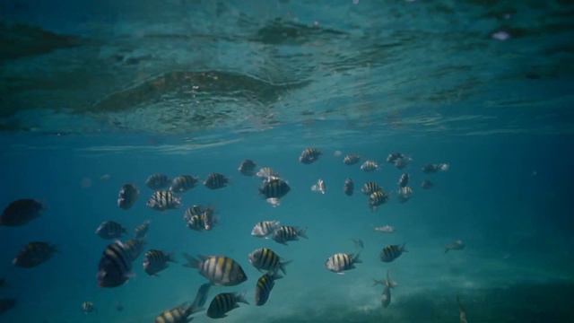 Aquarium 4K VIDEO (ULTRA HD) 🐠 Beautiful Coral Reef Fish - Relaxing Sleep Meditation Music смотреть онлайн