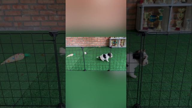 Бивер мальчик Костбар Шатц Один, 1,5 месяца #бивер #puppy #dog #биверщенки #купитьбивера смотреть онлайн