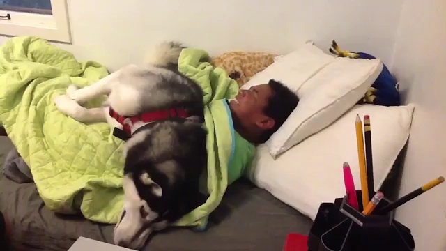 Собака не дает женщине поднять сына с постели смотреть онлайн