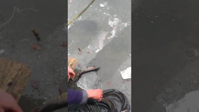 разведение щуки в краснодарских лиманах смотреть онлайн