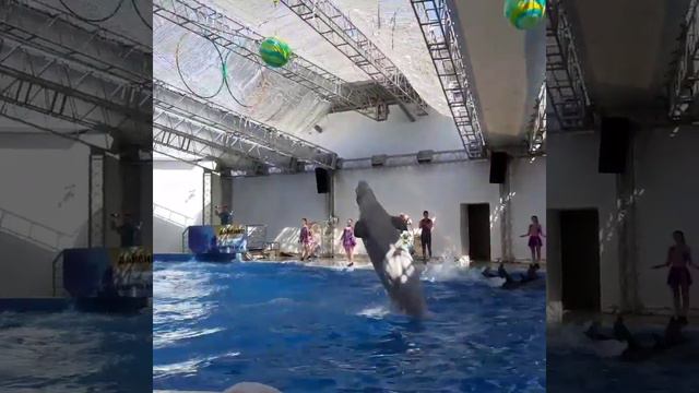 Дельфинарий в Анапе || Анапский дельфинарий смотреть онлайн